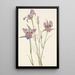 Mariposa à armoise Calochortus macrocarpus - Mary Vaux Walcott — ingelijst kunstwerk aan de muur
