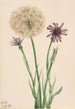 Salsifis Tragopogon porrifolius - Mary Vaux Walcott — weergave van het kunstwerk