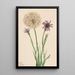 Salsifis Tragopogon porrifolius - Mary Vaux Walcott — ingelijst kunstwerk aan de muur