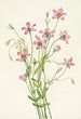 Rosegentiane des marais salants Sabbatia stellaris - Mary Vaux Walcott — weergave van het kunstwerk