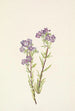 Phacélie des sables Phacelia linearis - Mary Vaux Walcott — weergave van het kunstwerk
