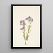 Phacélie des sables Phacelia linearis - Mary Vaux Walcott — ingelijst kunstwerk aan de muur