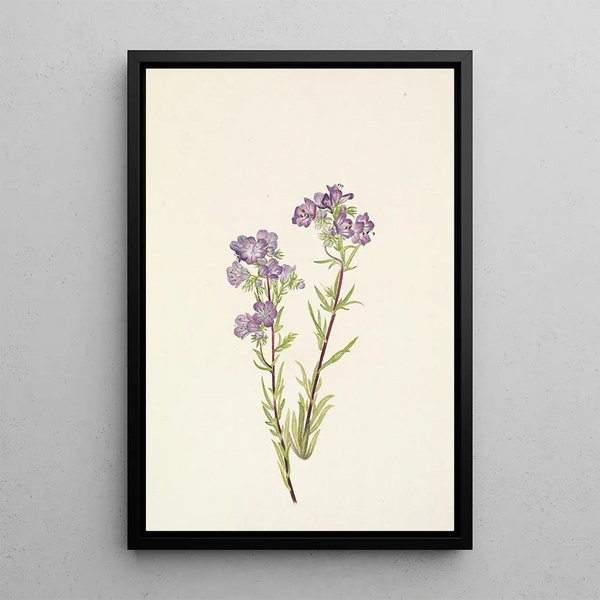 Mary Vaux Walcott - Sand Phacelia Phacelia linearis.webp