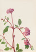 Verveine des sables Abronia umbellata - Mary Vaux Walcott — weergave van het kunstwerk