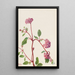 Verveine des sables Abronia umbellata - Mary Vaux Walcott — ingelijst kunstwerk aan de muur