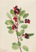 Amélanchier de Saskatoon Amelanchier alnifolia - Mary Vaux Walcott — weergave van het kunstwerk