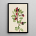 Amélanchier de Saskatoon Amelanchier alnifolia - Mary Vaux Walcott — ingelijst kunstwerk aan de muur