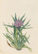 Saussurée Saussurea densa - Mary Vaux Walcott — weergave van het kunstwerk