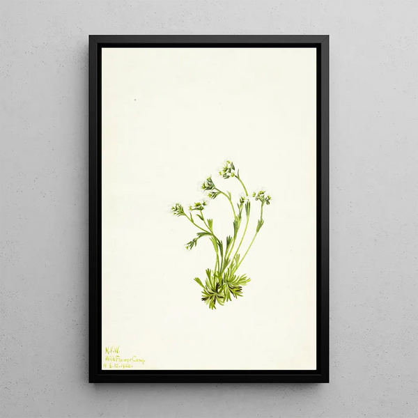 Mary Vaux Walcott - Saxifrage Saxifraga caespitosa.webp