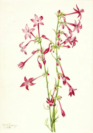 Mary Vaux Walcott - Scarlet Gilia Gilia aggregata.webp