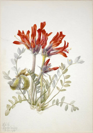 Mary Vaux Walcott - Scarlet Loco Astragalus coccineus.webp