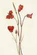 Mariposa écarlate Calochortus kennedyi - Mary Vaux Walcott — weergave van het kunstwerk