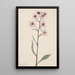 Aster conspicuus - Mary Vaux Walcott — ingelijst kunstwerk aan de muur