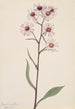 Aster conspicuus - Mary Vaux Walcott — weergave van het kunstwerk