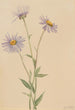 Vergerette salsuginosus - Mary Vaux Walcott — weergave van het kunstwerk
