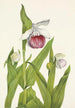 Sabot de la Vierge Cypripedium reginae - Mary Vaux Walcott — weergave van het kunstwerk