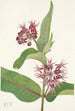 Asclépiade speciosa - Mary Vaux Walcott — weergave van het kunstwerk
