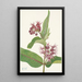 Asclépiade speciosa - Mary Vaux Walcott — ingelijst kunstwerk aan de muur