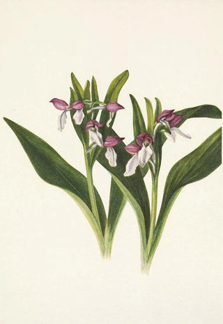 Mary Vaux Walcott - Showy Orchis Orchis spectabilis.webp