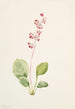 Pyrole asarifolia - Mary Vaux Walcott — weergave van het kunstwerk