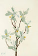 Fleur de chalef argenté Elaeagnus commutata - Mary Vaux Walcott — weergave van het kunstwerk
