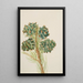 Pin à une feuille Pinus monophylla - Mary Vaux Walcott — ingelijst kunstwerk aan de muur