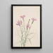 Lygodesmia grandiflora - Mary Vaux Walcott — ingelijst kunstwerk aan de muur