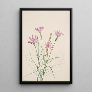 Mary Vaux Walcott - Skeleton Weed Lygodesmia grandiflora.webp