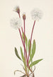 Agoséris gracilens - Mary Vaux Walcott — weergave van het kunstwerk