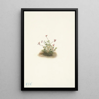 Mary Vaux Walcott - Small Cranberry Oxycoccus palustris.webp