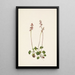 Petite pyrole Pyrola minor - Mary Vaux Walcott — ingelijst kunstwerk aan de muur