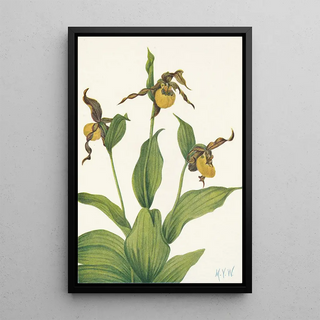 Mary Vaux Walcott - Small yellow Ladyslipper Cypripedium parviflorum (Case Conflict).webp