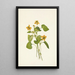 Violette jaune lisse Viola eriocarpa - Mary Vaux Walcott — ingelijst kunstwerk aan de muur