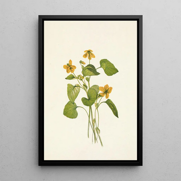 Mary Vaux Walcott - Smooth Yellow Violet Viola eriocarpa.webp