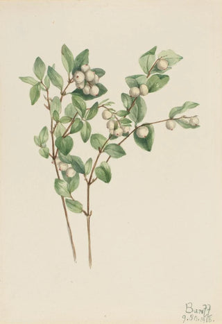 Mary Vaux Walcott - Snowberry Symphoricarpos albus.webp
