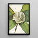 Fleur de magnolia du sud Magnolia grandiflora - Mary Vaux Walcott — ingelijst kunstwerk aan de muur