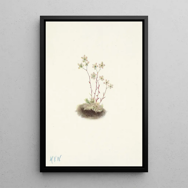 Mary Vaux Walcott - Spotted Saxifrage Saxifraga bronchialis.webp
