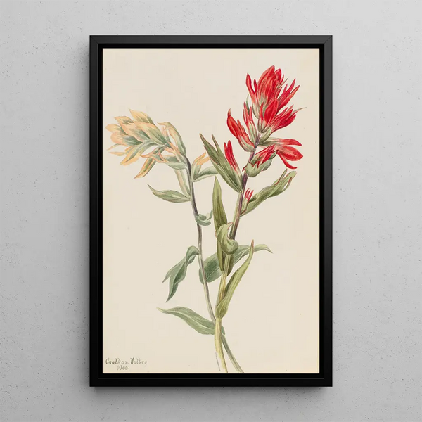Mary Vaux Walcott - Stachys palustria.webp