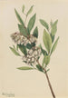 Pieris de Virginie Pieris mariana - Mary Vaux Walcott — weergave van het kunstwerk