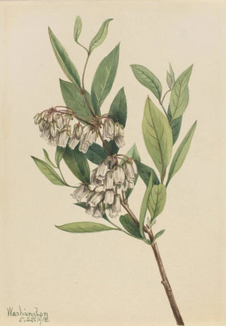 Mary Vaux Walcott - StaggerBush Pieris mariana.webp
