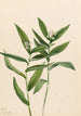 Vagnera étoilée Vagnera stellata - Mary Vaux Walcott — weergave van het kunstwerk