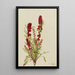 Chénopode fraise Chenopodium capitatum - Mary Vaux Walcott — ingelijst kunstwerk aan de muur