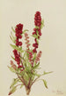 Chénopode fraise Chenopodium capitatum - Mary Vaux Walcott — weergave van het kunstwerk