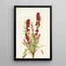 Chénopode fraise Chenopodium capitatum - Mary Vaux Walcott — ingelijst kunstwerk aan de muur