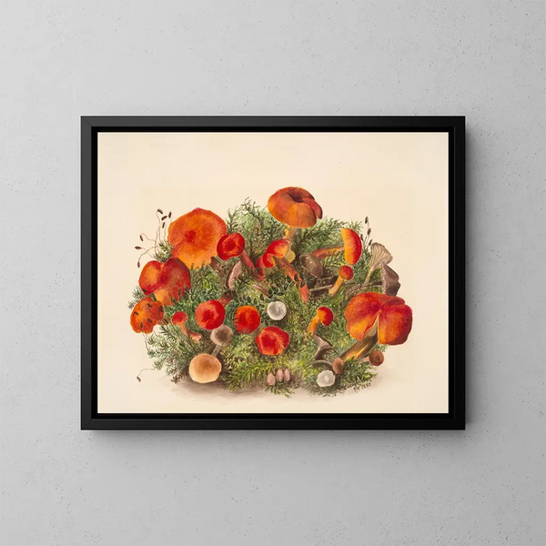 Studie van de paddestoelen - Mary Vaux Walcott — ingelijst kunstwerk aan de muur