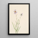 Aster des marais Aster paludosus - Mary Vaux Walcott — framed artwork on a wall
