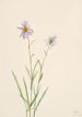 Aster des marais Aster paludosus - Mary Vaux Walcott — artwork view