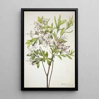 Mary Vaux Walcott - Swamp Azalea Azalea viscosa.webp