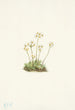 Androsace douce Androsace carinata - Mary Vaux Walcott — weergave van het kunstwerk