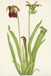 Sarracénie pourpre Sarracenia rubra - Mary Vaux Walcott — weergave van het kunstwerk